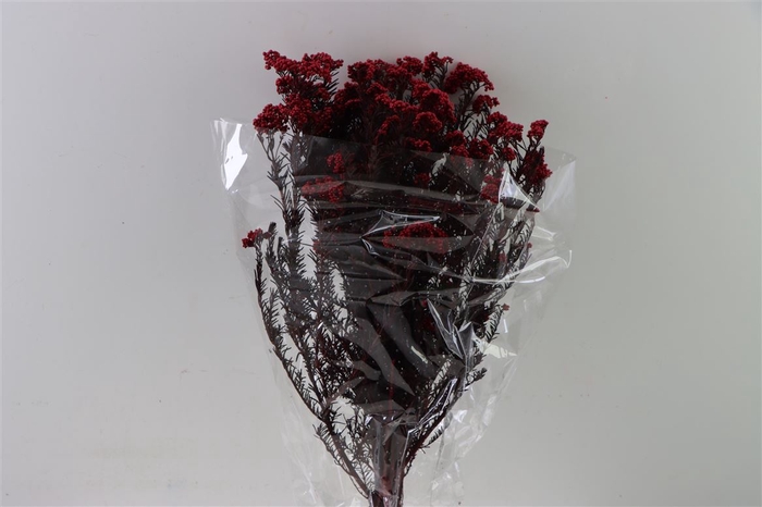 <h4>Dried Ozothamnus Red Bunch Slv</h4>