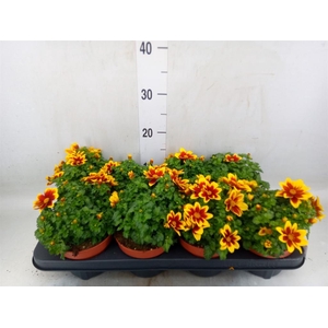 Bidens fer. 'Beedance Painted Yell'