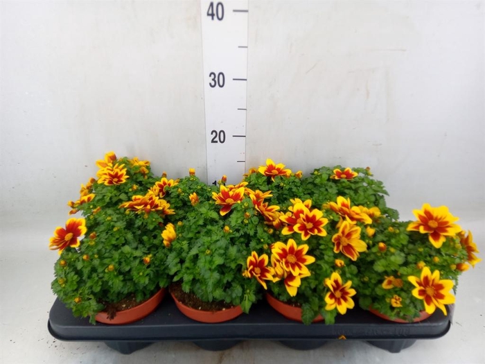 <h4>Bidens fer. 'Beedance Painted Yell'</h4>
