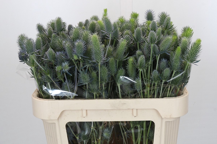 <h4>Eryngium Electric Dynamite</h4>