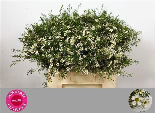 <h4>CHAME UN OFIR</h4>