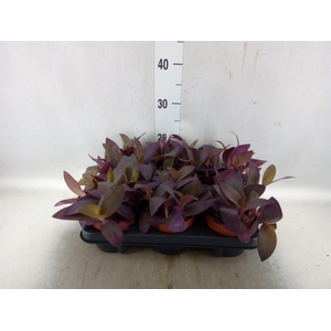 Tradescantia   ...