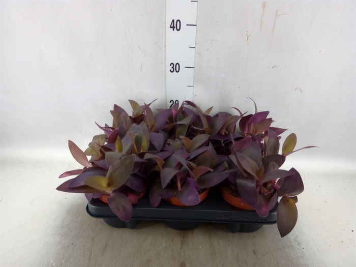 <h4>Tradescantia   ...</h4>