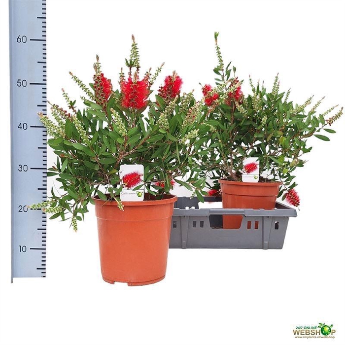 <h4>CALLISTEMON CITRINUS</h4>