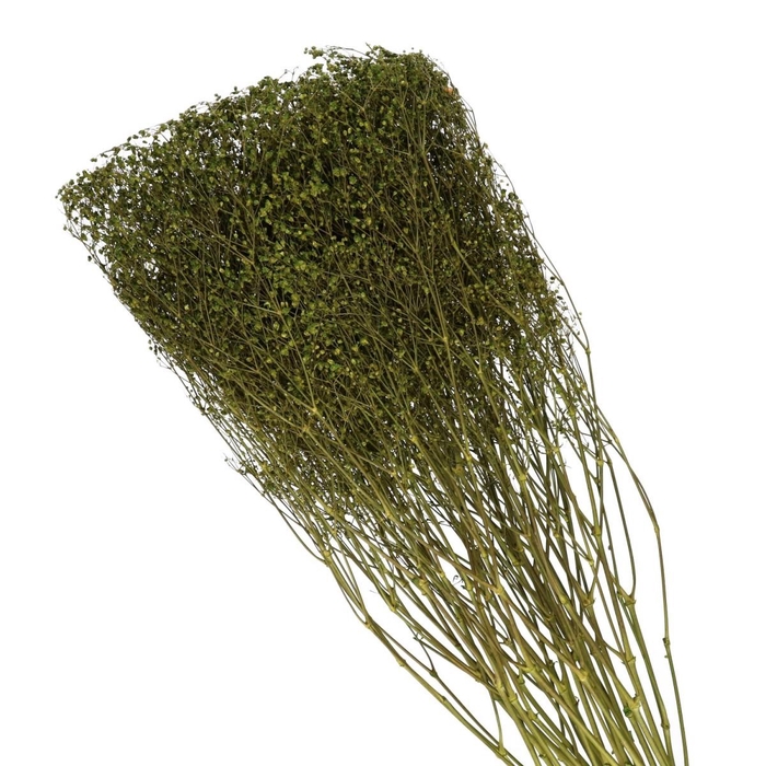 <h4>Sale Gyps 70cm 45g</h4>