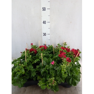 Pelargonium pelt.   ...