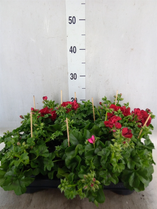 <h4>Pelargonium pelt.   ...</h4>