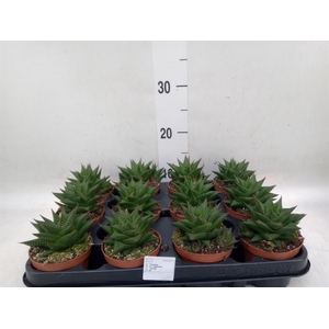 Haworthia limifolia