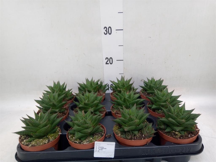 <h4>Haworthia limifolia</h4>