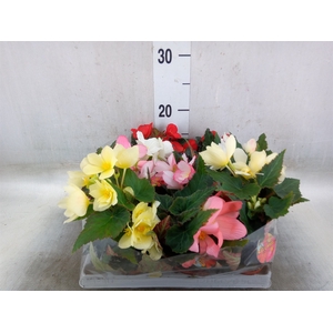 Begonia   ...