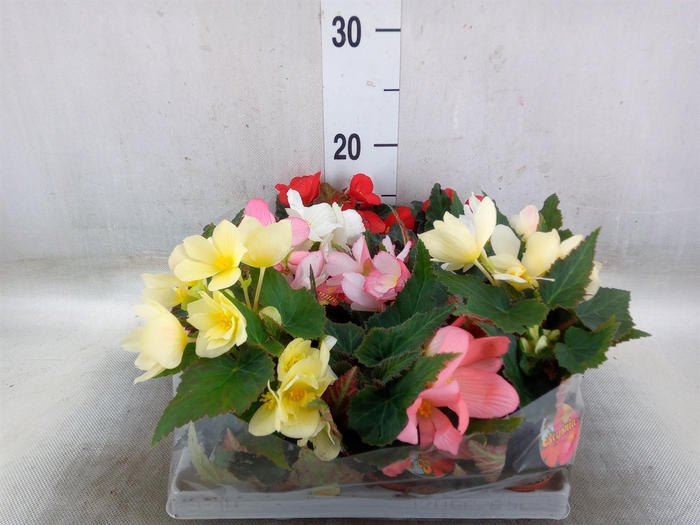 <h4>Begonia   ...</h4>