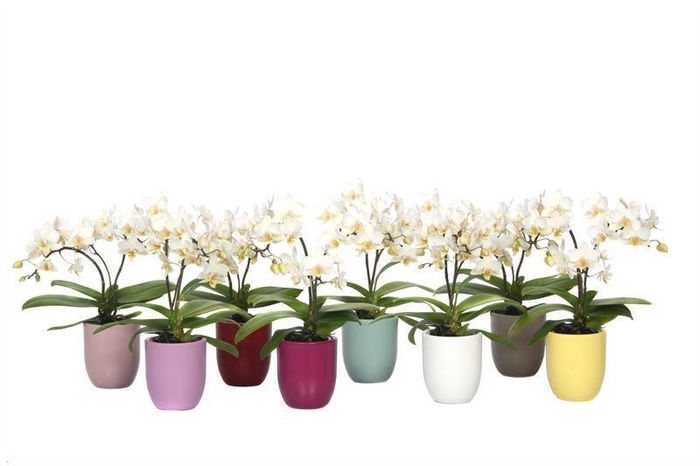 <h4>Hugo Paradise Mix Tiny Dolls Wild 3/4T18+ Aqu@</h4>