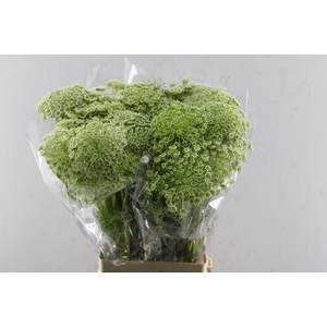 Ammi Casablanca Bloei L 70