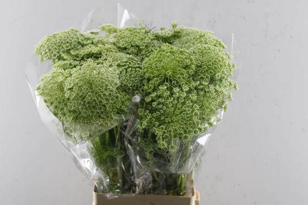 <h4>Ammi Casablanca Bloei L 70</h4>