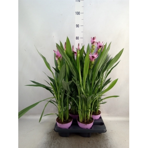 Curcuma alism. 'Siam Splash'