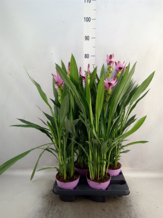 Curcuma alism. 'Siam Splash'