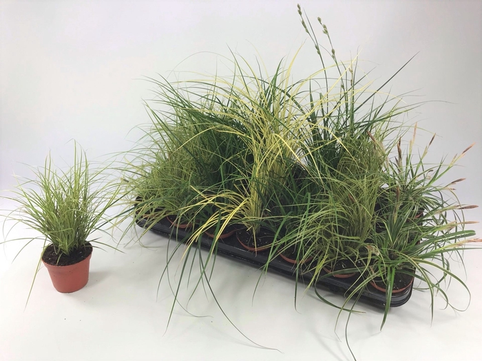 <h4>Carex   ...mix</h4>