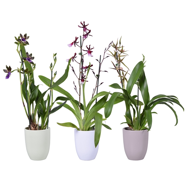 <h4>Spring mix 2 tak in groen, wit en taupe keramiek</h4>
