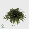 Nephrolepis Green Lady - Compact