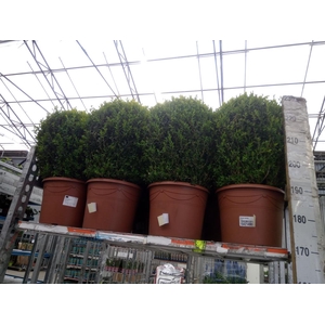 Buxus semp.   ...