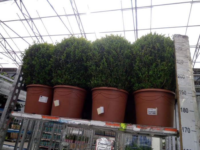 <h4>Buxus semp.   ...</h4>