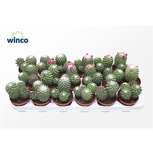 Mammillaria Toluca (Group)