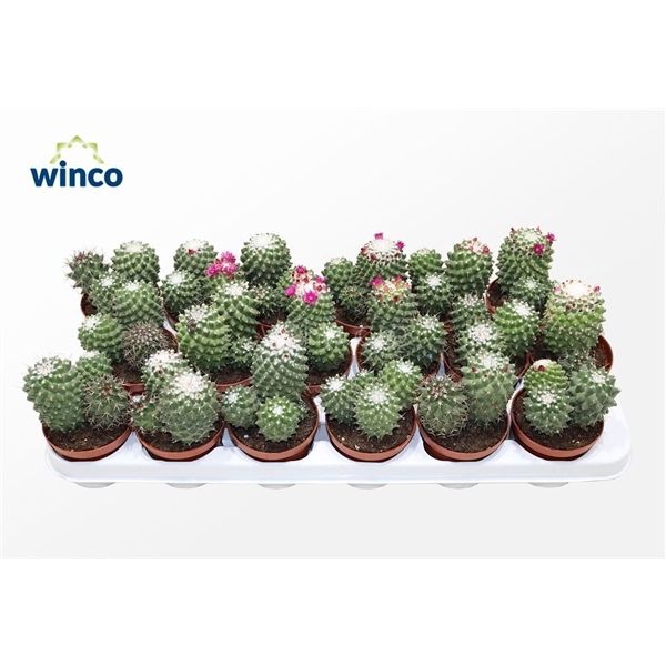 <h4>Mammillaria Toluca (Group)</h4>