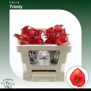 ZANT CAPT TRINITY