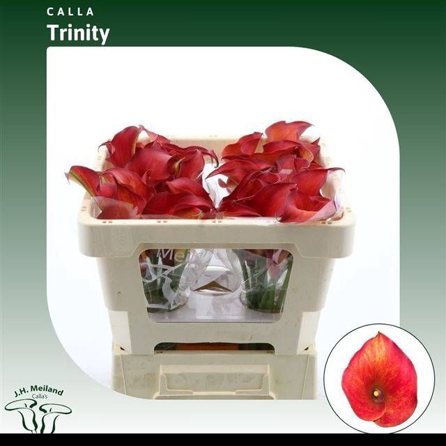 <h4>ZANT CAPT TRINITY</h4>