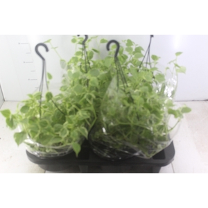 PEPEROMIA SCANDENS C21