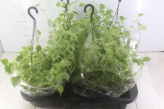 <h4>PEPEROMIA SCANDENS C21</h4>