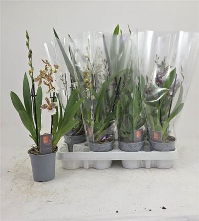 <h4>Orchideeen Gem 2 Branches</h4>