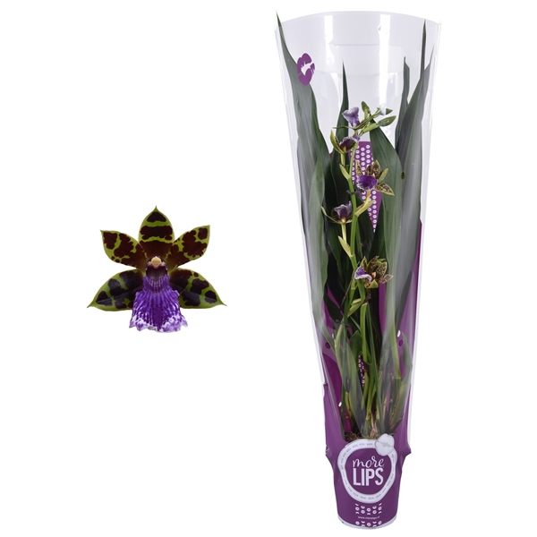 <h4>MoreLIPS® Zygopetalum 2 tak met paarse showhoes</h4>