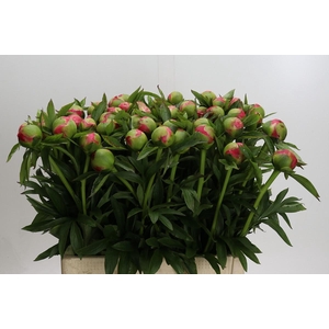 Paeonia Coral Charm
