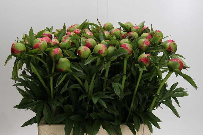 <h4>Paeonia Coral Charm</h4>