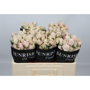 R TR ROYAL PORCELINA