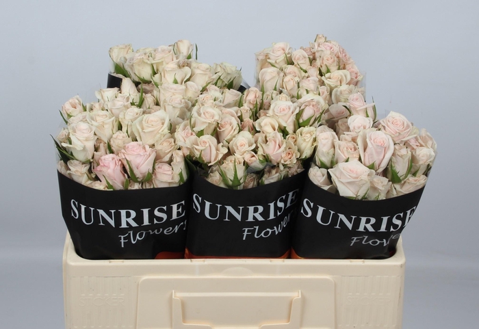 <h4>R TR ROYAL PORCELINA</h4>