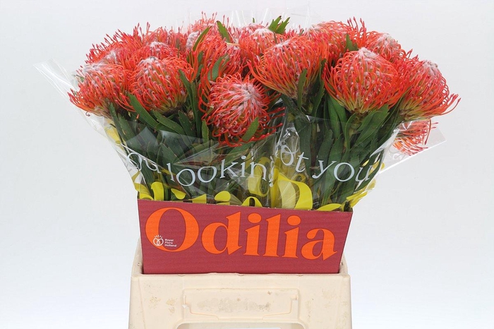 <h4>Nutans Succession</h4>