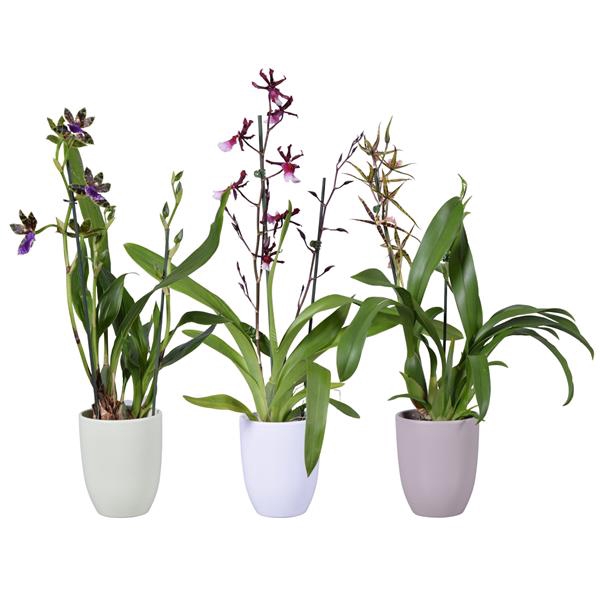 <h4>Spring mix 2 tak in groen, wit en taupe keramiek</h4>
