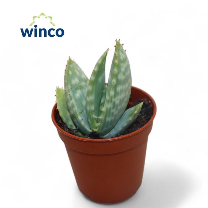 <h4>Aloe Ov</h4>