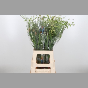 Chasmanthium Latifol