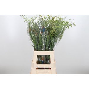 Chasmanthium Latifol