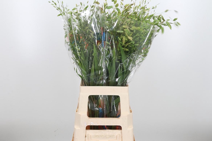 <h4>Chasmanthium Latifol</h4>