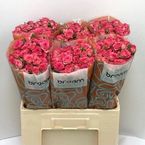 ROSA TR 'SWEET JULIA'