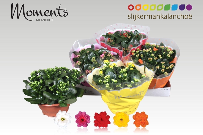 <h4>KAL GE GEM 5 KL</h4>