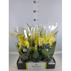 Phalaenopsis   ...yellow