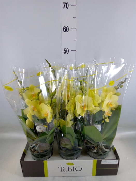 <h4>Phalaenopsis   ...yellow</h4>