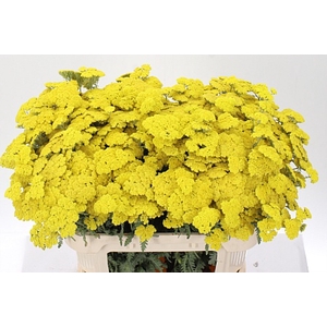 Achillea Moonshine