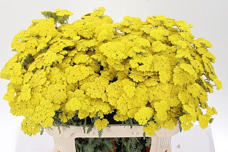 Achillea Moonshine