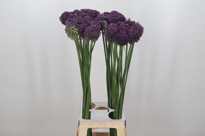 <h4>Allium Pink Lady</h4>